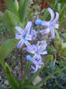 Hyacinth multiflora Blue (2014, March 27)