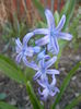 Hyacinth multiflora Blue (2014, March 27)