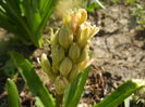 Hyacinth Fondant (2014, March 19)