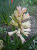 Hyacinth Fondant (2014, March 20)