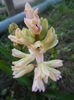Hyacinth Fondant (2014, March 20)