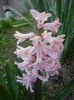 Hyacinth Fondant (2014, March 21)