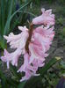Hyacinth Fondant (2014, March 21)