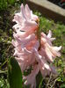 Hyacinth Fondant (2014, March 23)