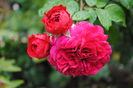 Red Leonardo da Vinci