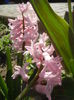 Hyacinth Fondant (2014, March 23)