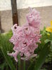 Hyacinth Fondant (2014, March 24)