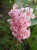 Hyacinth Fondant (2014, March 29)
