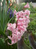 Hyacinth Fondant (2014, March 29)
