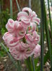 Hyacinth Fondant (2014, April 01)