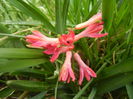 Hyacinth Jan Bos (2014, March 25)