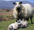 Oaie Welsh Badger