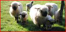 Oi Blacknose Valais