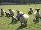 Oi Hampshire frumoase