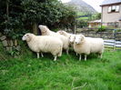 Oi Welsh Mountain-1