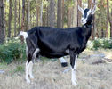 Thuringian Toggenburg capra