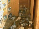 Picture 381