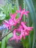 Hyacinth Jan Bos (2014, March 29)