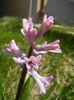 Hyacinth Splendid Cornelia (2014, Mar.19)