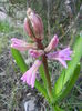 Hyacinth Splendid Cornelia (2014, Mar.20)