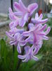 Hyacinth Splendid Cornelia (2014, Mar.20)