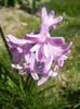 Hyacinth Splendid Cornelia (2014, Mar.20)