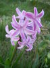 Hyacinth Splendid Cornelia (2014, Mar.21)