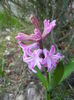 Hyacinth Splendid Cornelia (2014, Mar.21)