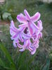 Hyacinth Splendid Cornelia (2014, Mar.22)