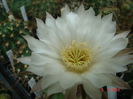 DSC08006