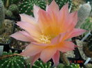 DSC08008