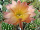 DSC08010