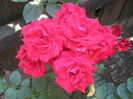Picture My plants 366