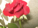 Picture My plants 401