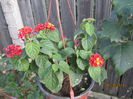 Lantana