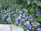 Ageratum Mexicanum