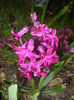 Hyacinth Woodstock (2014, March 26)
