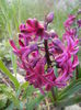 Hyacinth Woodstock (2014, March 29)