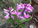 Hyacinth Amethyst (2014, March 24)