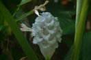 Calathea_burle-marxii_white