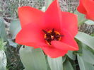 Tulipa Madame Lefeber (2014, March 25)