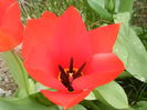 Tulipa Madame Lefeber (2014, March 25)