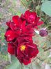 DSC03791
