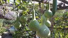 089 Dovleci ornamentali (Lupău)
