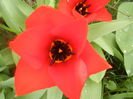 Tulipa Madame Lefeber (2014, March 25)