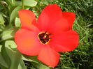 Tulipa Madame Lefeber (2014, March 26)