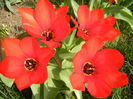 Tulipa Madame Lefeber (2014, March 26)
