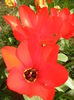 Tulipa Madame Lefeber (2014, March 26)