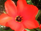 Tulipa Madame Lefeber (2014, March 26)