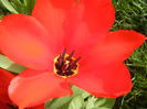 Tulipa Madame Lefeber (2014, March 26)
